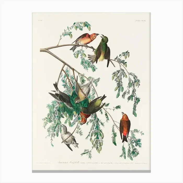 American Crossbill, Birds Of America, John James Audubon Canvas Print by Fy! Classic Art Prints and Posters