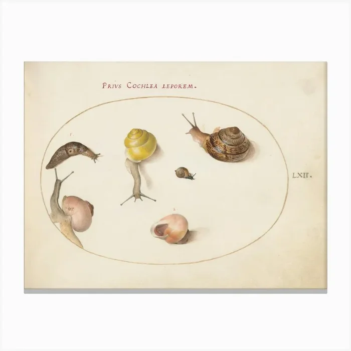 Animalia Qvadrvpedia et Reptilia (c. 1575-1580), Joris Hoefnagel 1 Canvas Print by Fy! Classic Art Prints and Posters