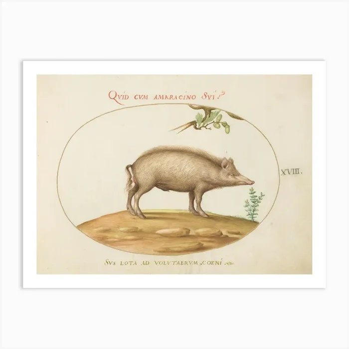 Animalia Qvadrvpedia et Reptilia (c. 1575-1580), Joris Hoefnagel (2) Art Print by Fy! Classic Art Prints and Posters