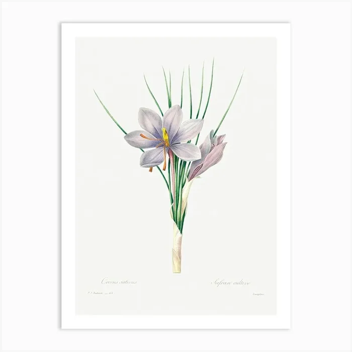 Autumn Crocus, Pierre Joseph Redoute Art Print by Fy! Classic Art Prints and Posters