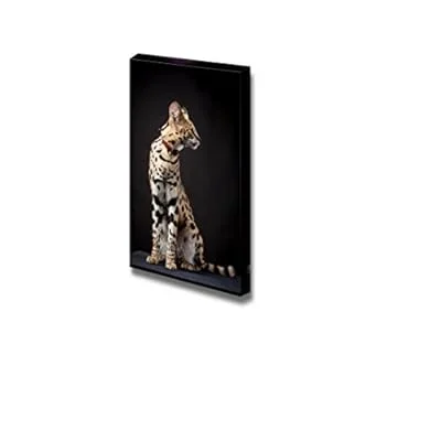 Canvas Prints Wall Art – Beautiful Serval, Leptailurus Serval | Modern Wall Decor/Home Decoration Stretched Gallery Canvas Wrap Giclee Print. Ready to Hang – 12