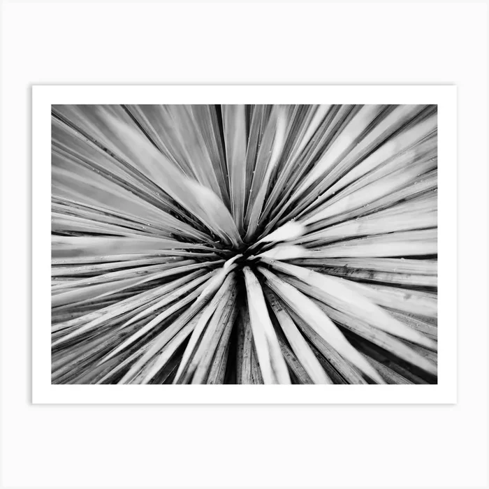 Close Up Of A Palm Tree // Nature Photography Art Print by Diana Van Neck Travel photography