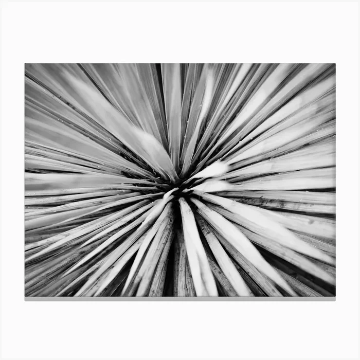 Close Up Of A Palm Tree // Nature Photography Canvas Print by Diana Van Neck Travel photography