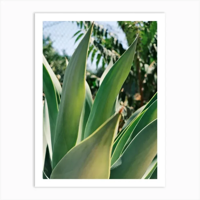 Green Agave plant // Ibiza Nature & Travel Photography Art Print by Diana Van Neck Travel photography