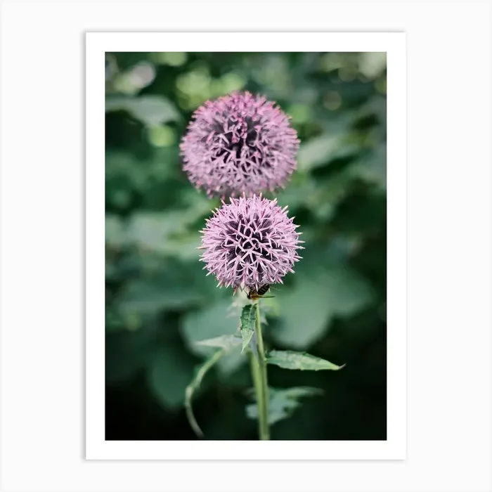 Little Bee On Purple Flower // Nature Photography Art Print by Diana Van Neck Travel photography