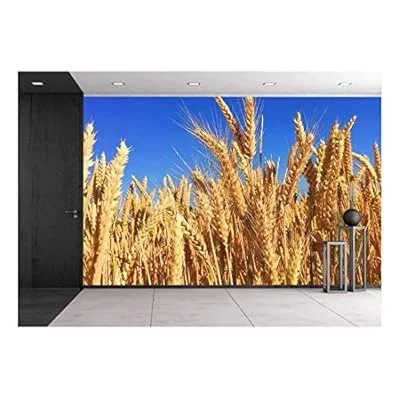 Wheat Field Under Blue Sky – Removable Wall Mural | Self-Adhesive Large Wallpaper – 66×96 inches